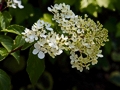 Hydrangea paniculata Vanille Fraise IMG_0207 Hortensja bukietowa